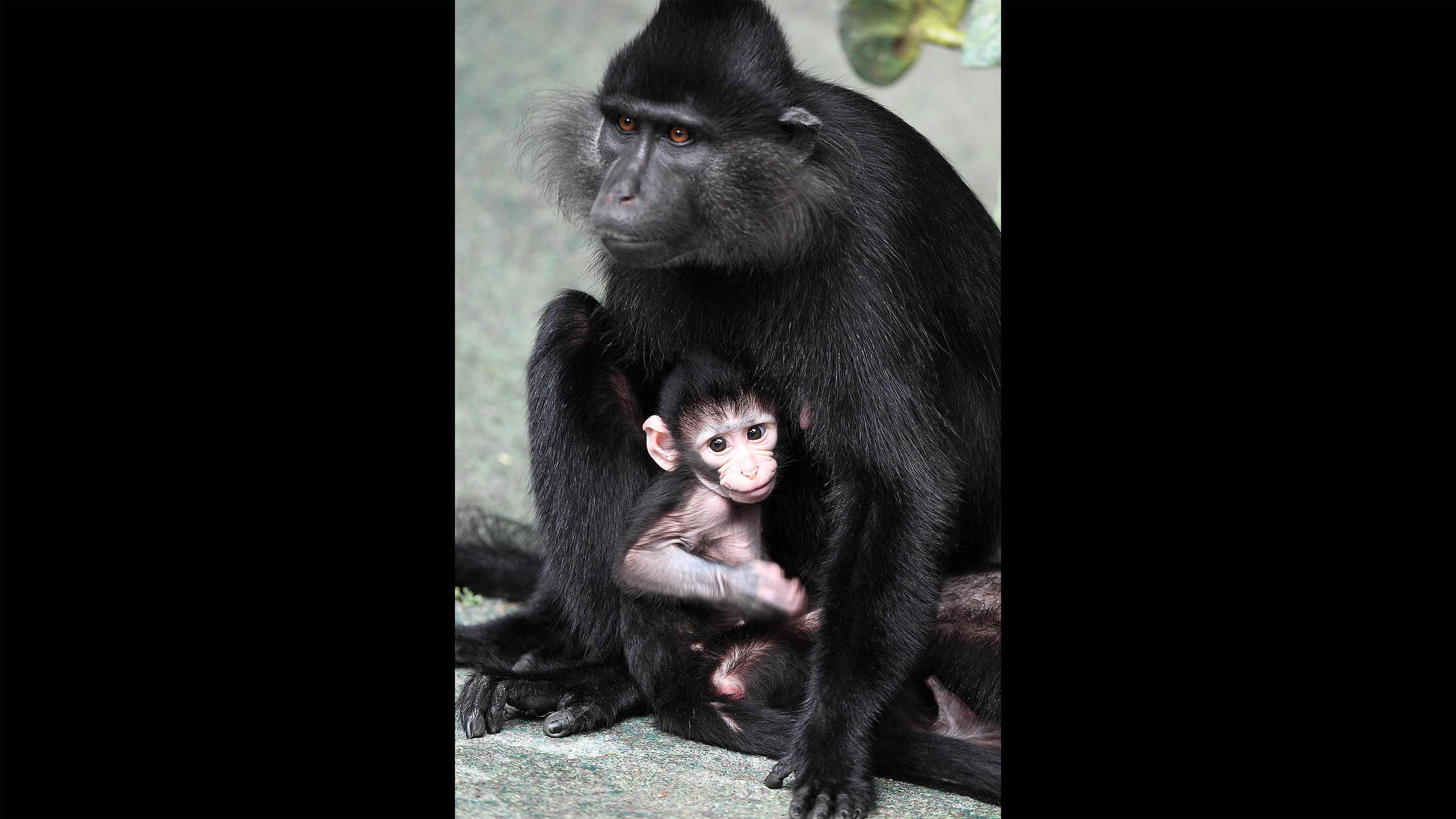 Baby monkey Zingo with mother Kiwi. (Jim Schulz / Chicago Zoological Society)
