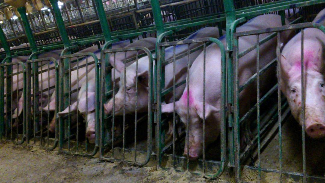  Hog confinement facilities, like this one in the Canadian province of Manitoba, often use gestation crates that prevent pigs from being able to turn around. (Mercy For Animals Canada / Flickr)