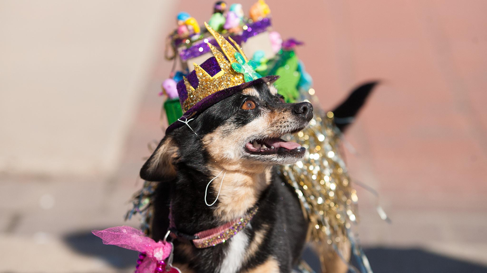 Dress up your pooch for a pet parade. (Shreveport-Bossier Convention and Tourist Bureau / Flickr)