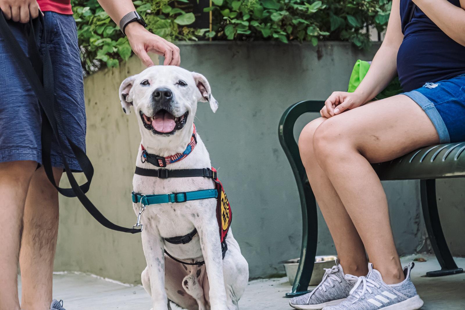 The Anti-Cruelty Society is participating in the national Clear the Shelters campaign and hosted a pair of events at the end of August. (Courtesy of The Anti-Cruelty Society)