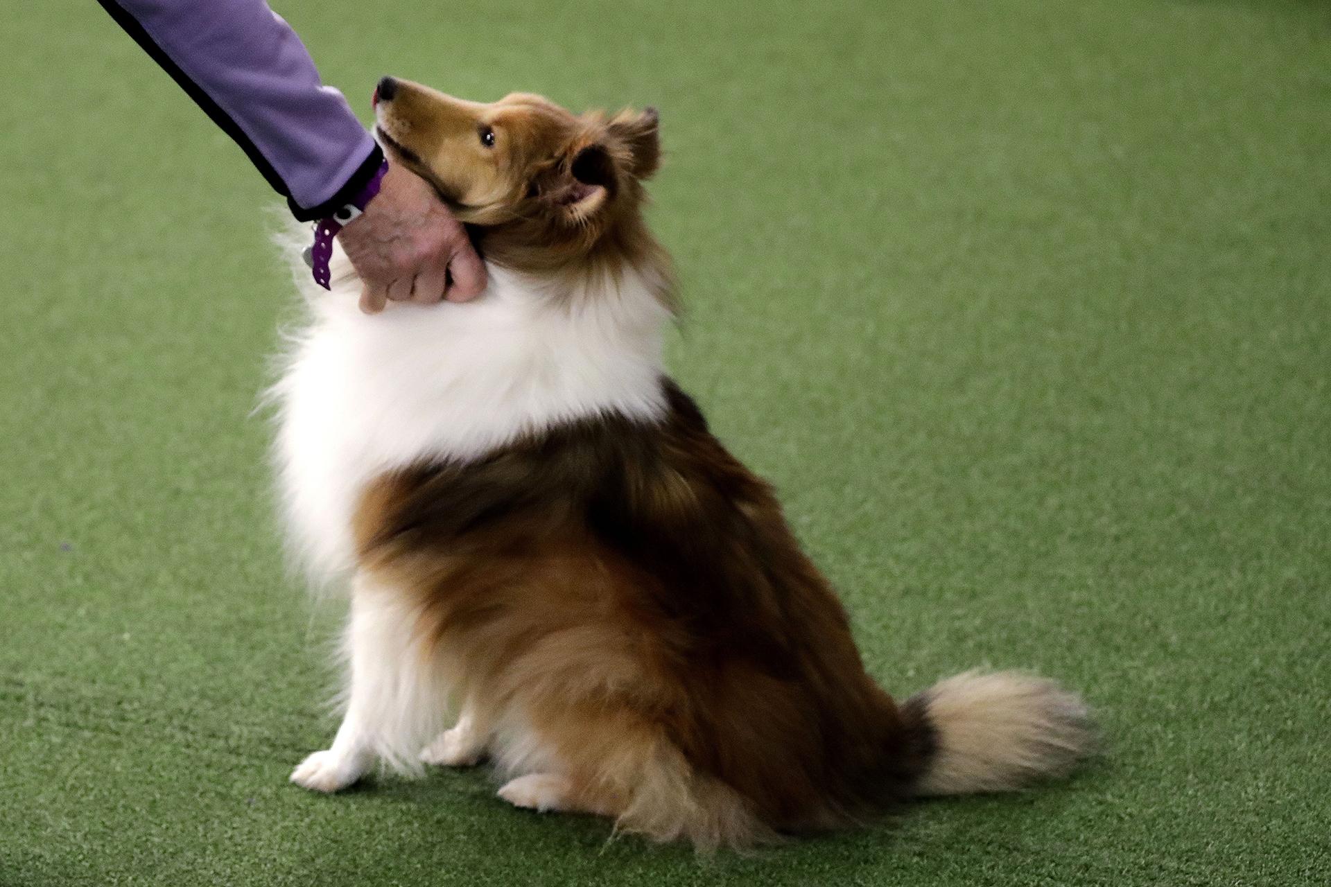 This Feb. 9, 2019 file photo shows a Shetland sheepdog at the Westminster Kennel Club Dog Show in New York. (AP Photo / Wong Maye-E)