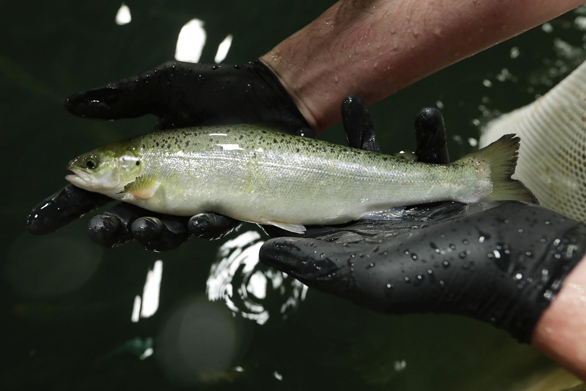 Peter Bowyer, the facility manager at AquaBounty Technologies, holds one of the last batch of conventional Atlantic salmon raised at the commercial fish farm in Albany, Indiana on Wednesday, June 19, 2019. (AP Photo / Michael Conroy)
