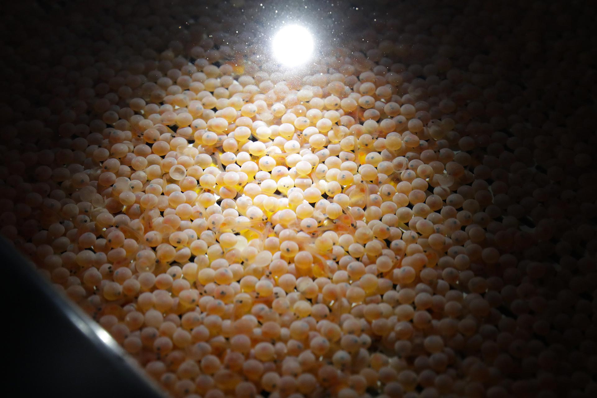 The first batch of bioengineered Atlantic salmon eggs are shown in an incubation tray at AquaBounty Technologies' facility in Albany, Indiana on Wednesday, June 19, 2019. The company, which already breeds the salmon in Canada, is incubating this first batch of bioengineered eggs and the first salmon fillets raised there would be ready in late 2020. (AP Photo / Michael Conroy)