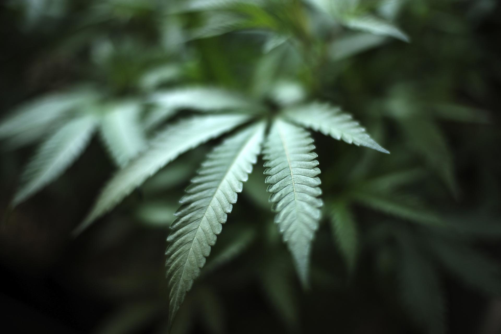 In this Aug. 15, 2019, file photo, marijuana grows at an indoor cannabis farm in Gardena, California. (AP Photo / Richard Vogel, File)