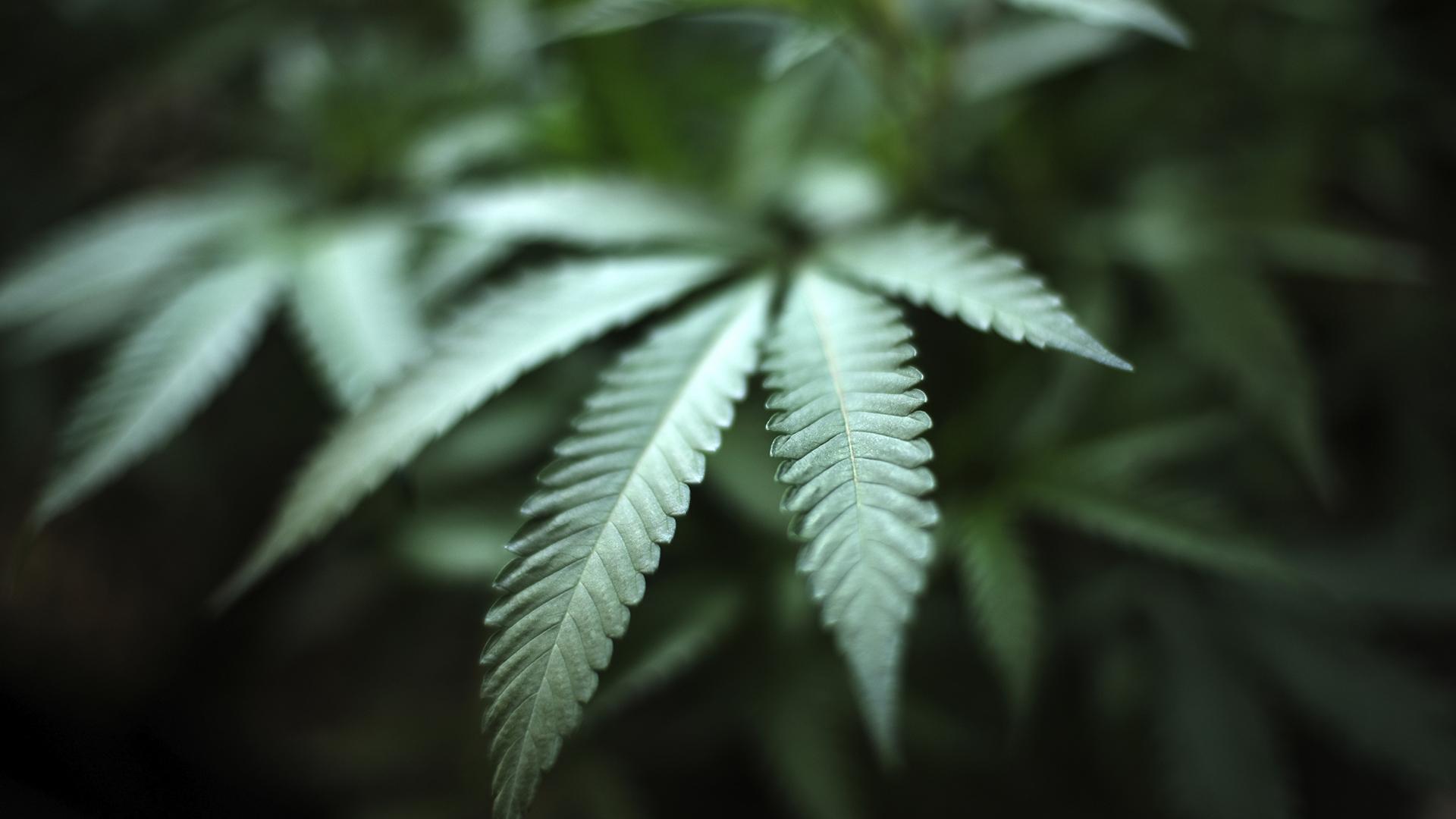 In this Aug. 15, 2019, file photo, marijuana grows at an indoor cannabis farm in Gardena, California. (AP Photo / Richard Vogel, File)