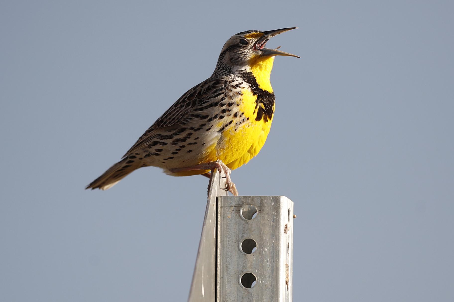 This April 14, 2019 file photo shows a western meadowlark in the Rocky Mountain Arsenal National Wildlife Refuge in Commerce City, Colorado. (AP Photo / David Zalubowski, File)