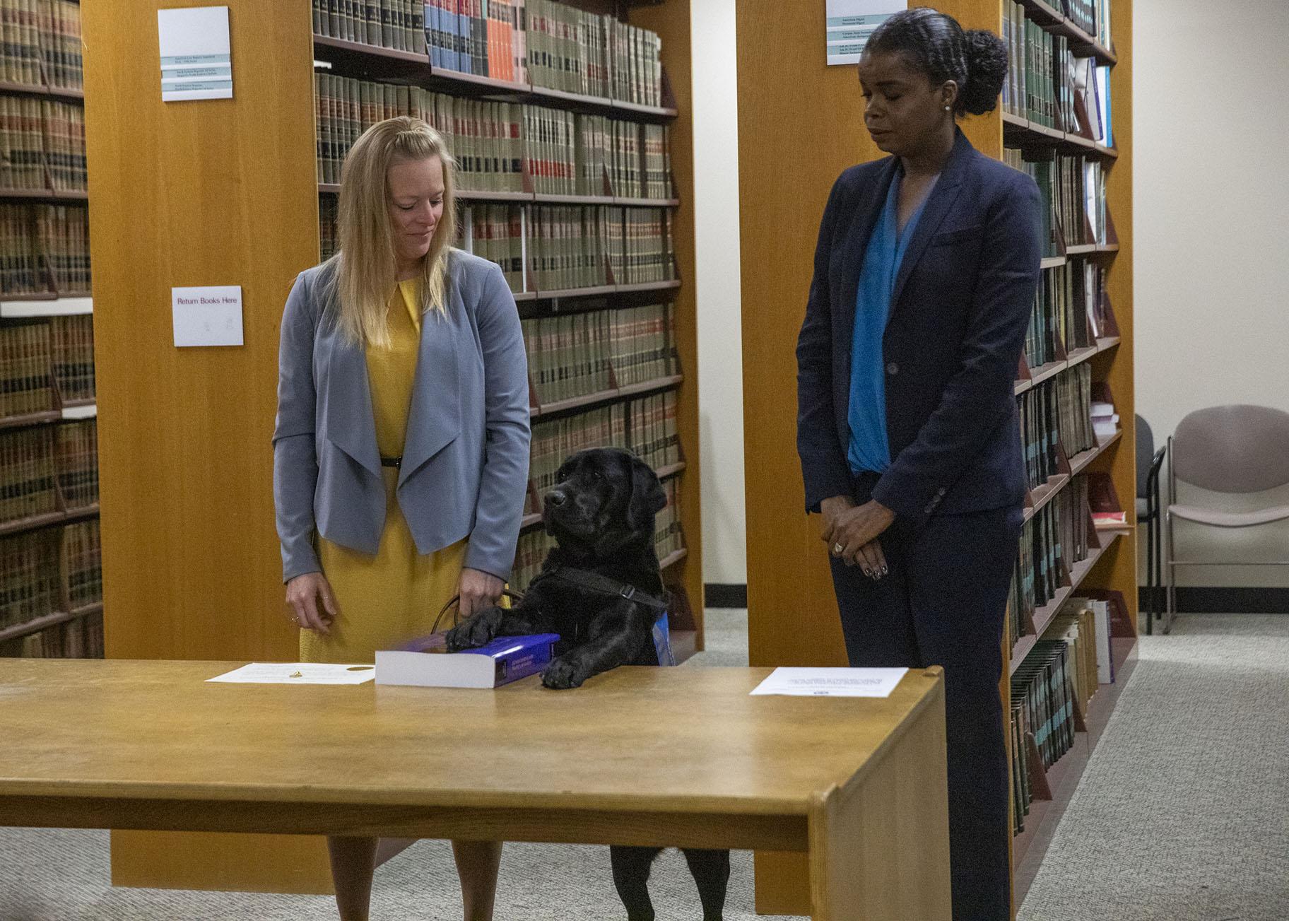 In this Tuesday, Oct. 29, 2019 photo, Hatty’s primary handler and victim witness specialist Stephanie Coehlo, left, holds the black lab as Hatty is sworn in by Cook County State’s Attorney Kim Foxx at the George N. Leighton Criminal Courthouse in Chicago’s Little Village neighborhood. (Camille Fine / Chicago Tribune via AP)