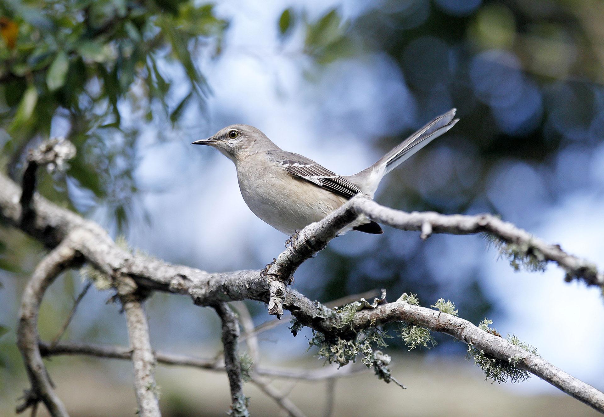 In this Dec. 22, 2010, file photo, a Northern Mocking Bird sits on a branch as birdwatchers scan the coast during the National Audubon Society’s annual Christmas bird count on the Gulf Coast in Grand Isle, Louisiana. (AP Photo / Sean Gardner, File)