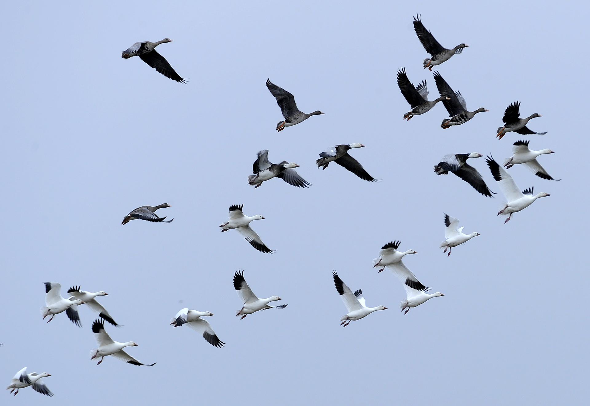 In this Feb. 15, 2012, file photo, a flock of geese fly over Mad Island, Texas, during an annual Christmas Bird Count. (AP Photo / Pat Sullivan, File)