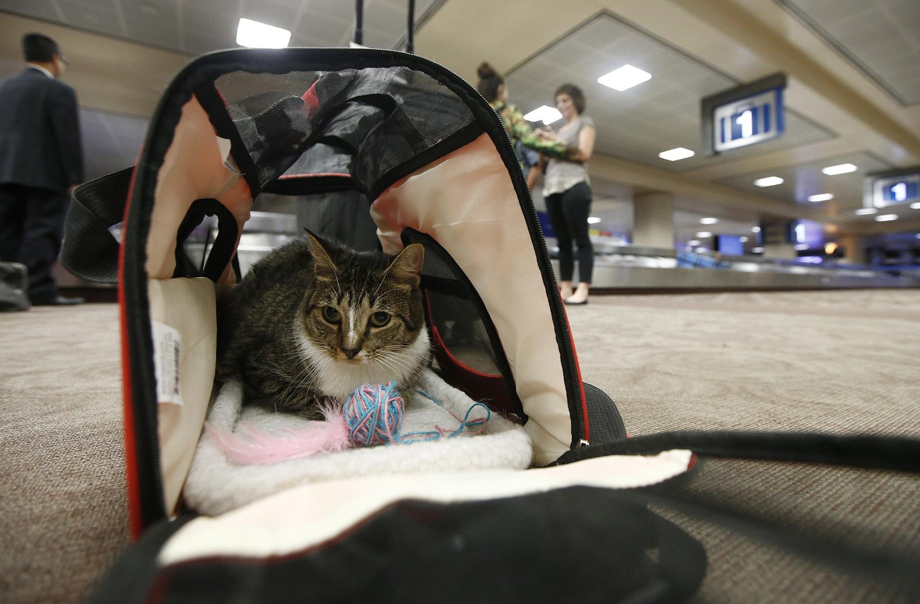 In this Sept. 20, 2017, file photo, Oscar the cat, who is not a service animal, sits in his carry on travel bag after arriving at Phoenix Sky Harbor International Airport in Phoenix. (AP Photo / Ross D. Franklin, File)