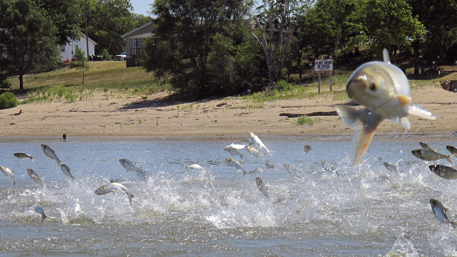 In this June 13, 2012, file photo, Asian carp, jolted by an electric current from a research boat, jump from the Illinois River near Havana, Ill. (AP Photo / John Flesher, File)
