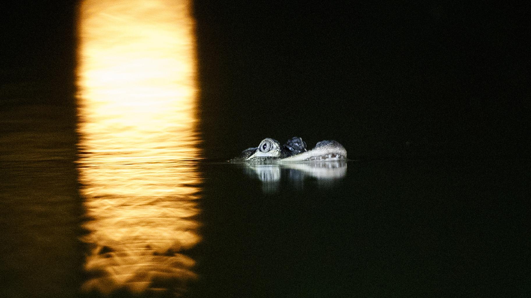 An alligator floats in the Humboldt Park Lagoon on Tuesday, July 9, 2019, in Chicago. Officials couldn't say how the creature got there, but traps are being placed around the lagoon in hopes the animal will swim into one and be safely removed. (Armando L. Sanchez / Chicago Tribune via AP)