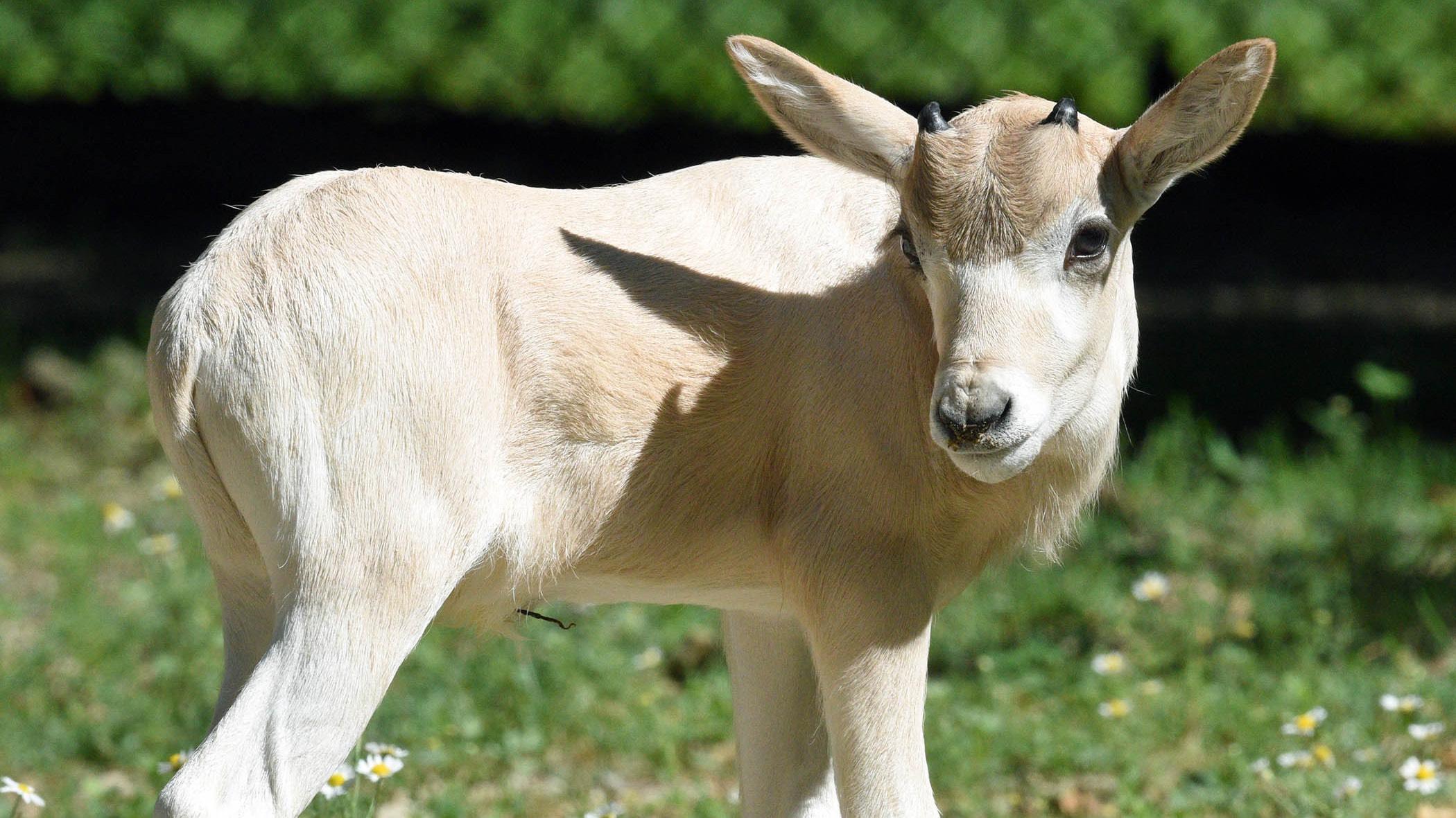Addax calf, born July 2, at Brookfield Zoo. The antelope species is critically endangered in the wild. (Jim Schulz / CSZ-Brookfield Zoo)