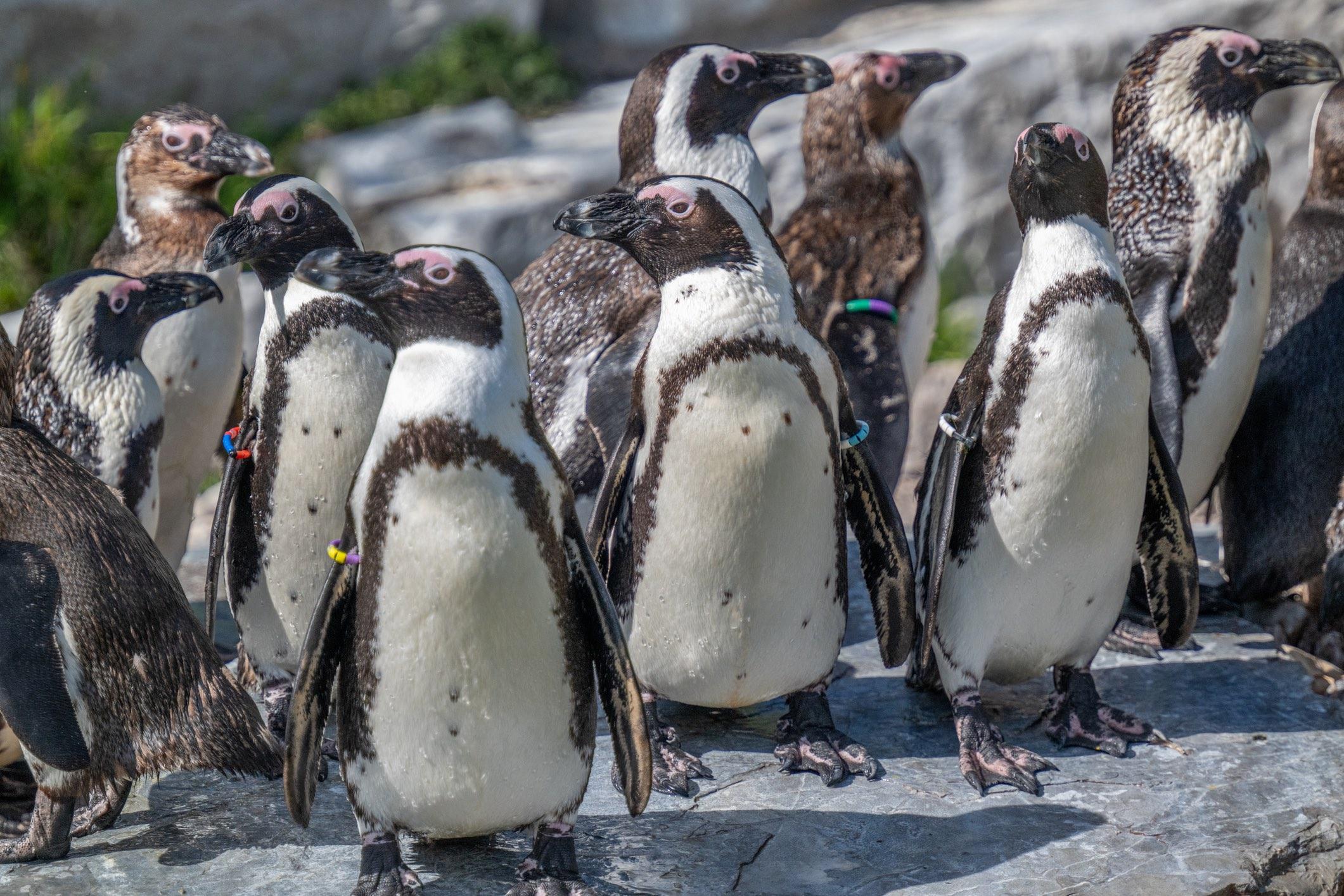 The adult African penguins display a few of the species' unusual physical traits, including the unique flecks on their chest and exposed pink skin near their eyes. (Kofimage / iStock) 