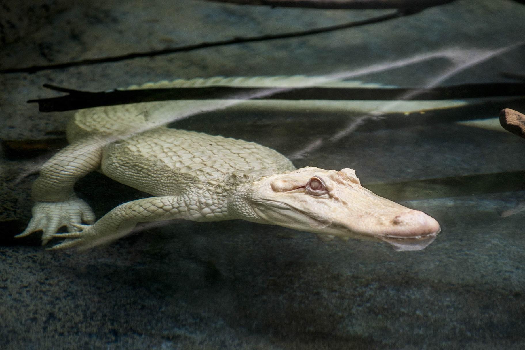 Snowflake, a 7-foot-long albino American alligator, will reside at Brookfield Zoo through September. (Kelly Tone / Chicago Zoological Society) 