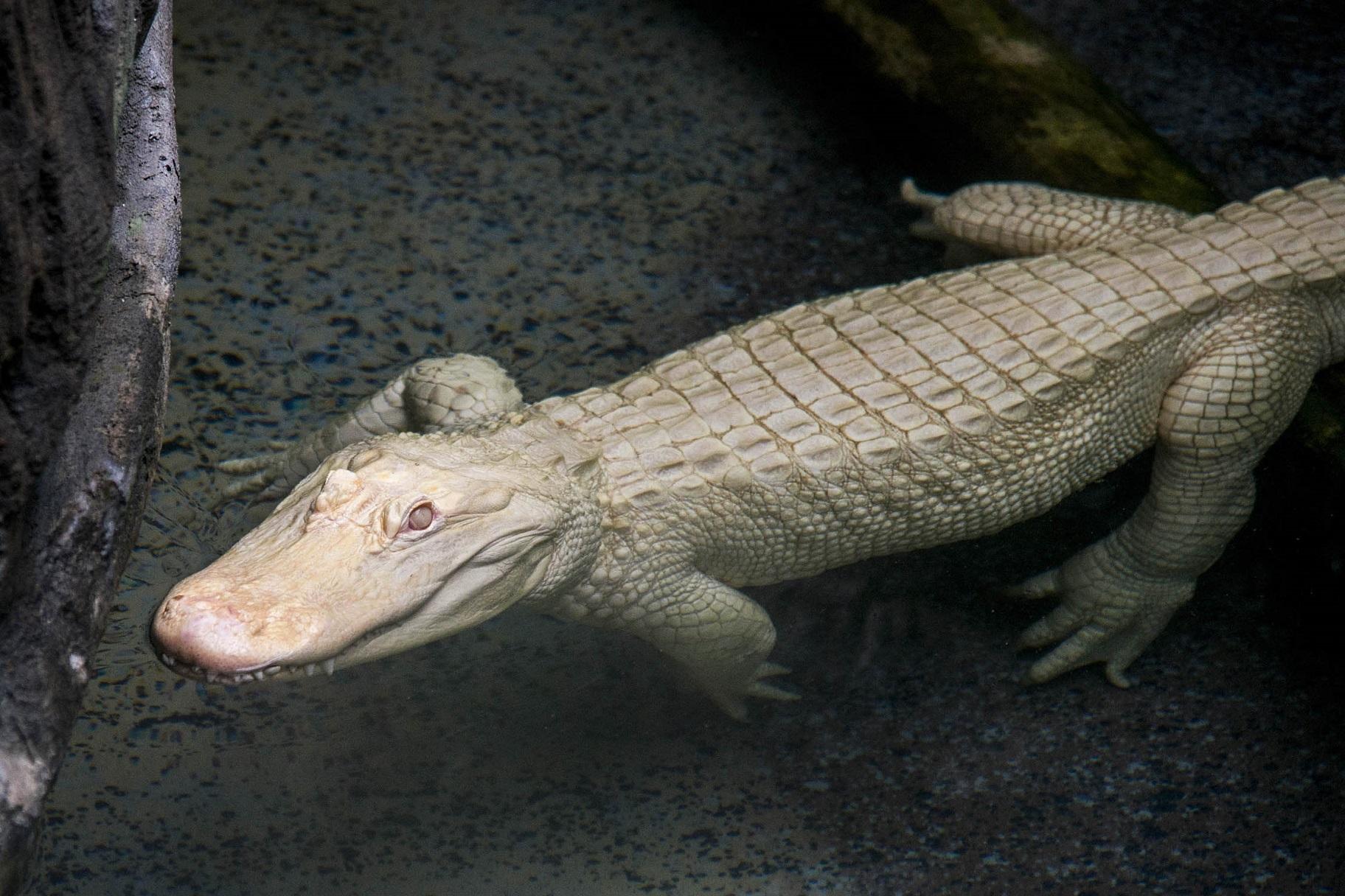 Biologists estimate that Snowflake is among 100 albino alligators in existence. (Kelly Tone / Chicago Zoological Society) 