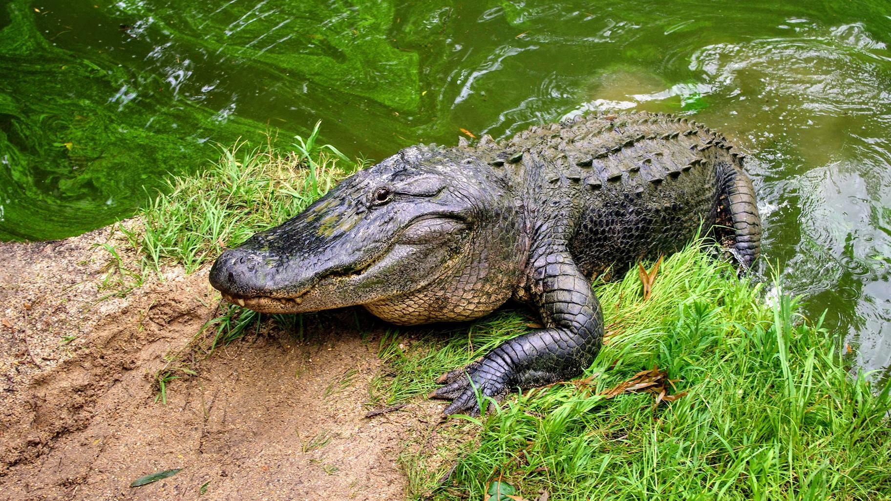 Florida woman is left bloodied and bruised after being bitten by ALLIGATOR while trying to protect her dog on New Year’s Eve: ‘I’m glad he didn’t close his mouth’