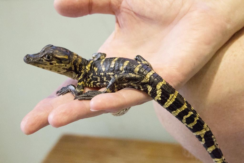 Why Alligators Don't Make Good Pets (and 9 Other Fun Gator Facts), Chicago  News