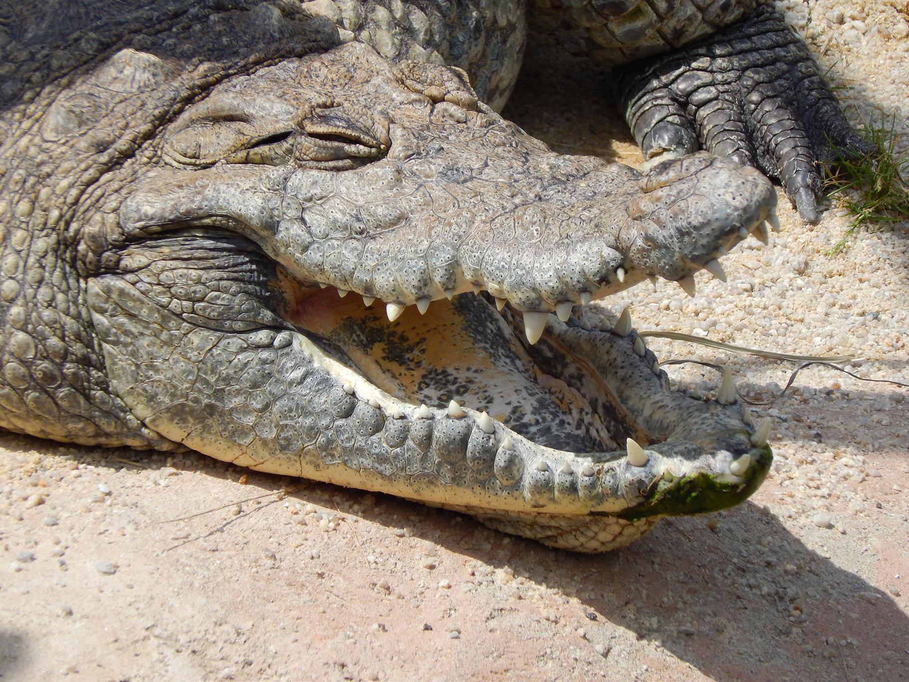 Why Alligators Don T Make Good Pets And 9 Other Fun Gator Facts Chicago News Wttw