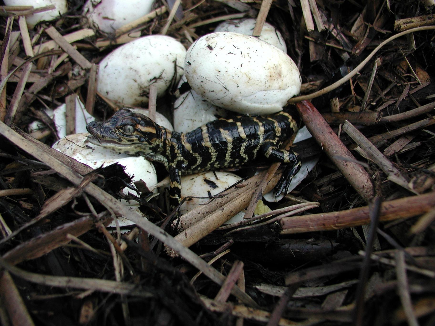 Why Alligators Don T Make Good Pets And 9 Other Fun Gator Facts Chicago News Wttw Why Alligators Don T Make Good Pets And 9 Other Fun Gator Facts Chicago News Wttw