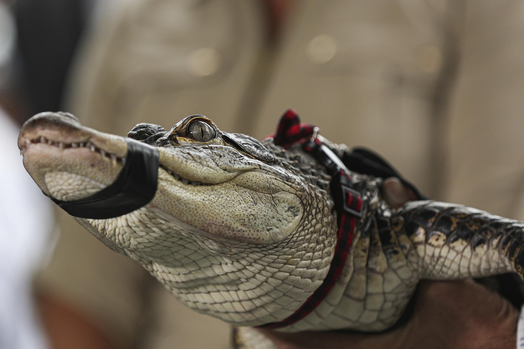 Florida alligator expert Frank Robb holds an alligator during a news conference, Tuesday, July 16, 2019, in Chicago. (AP Photo/Amr Alfiky)