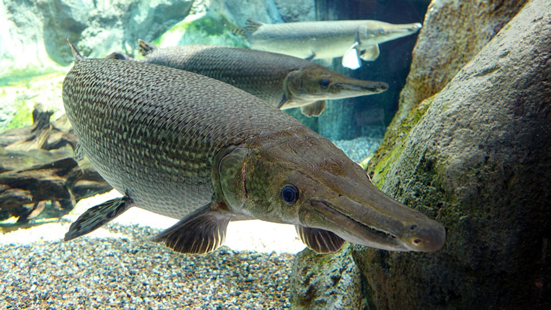 Alligator gar