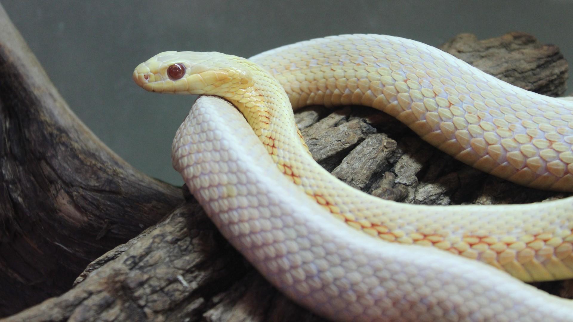 Ambassador animals like this albino garter snake can help forest preserve visitors overcome their fear of or aversion to certain species. (Courtesy of Forest Preserve District of Cook County)