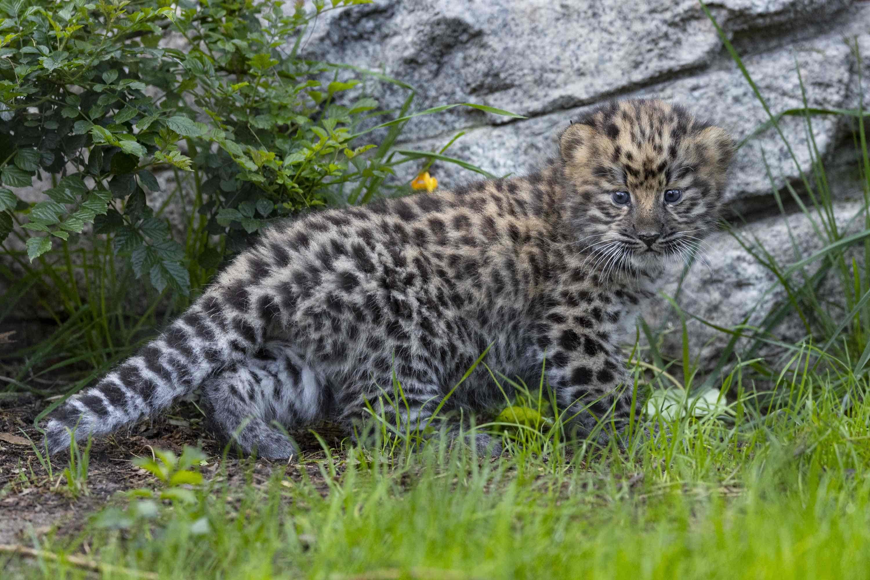 The San Diego Zoo just announced the birth of a pair of Amur leopard cubs. One of the cats is pictured exploring its habitat. (Courtesy San Diego Zoo Wildlife Alliance)