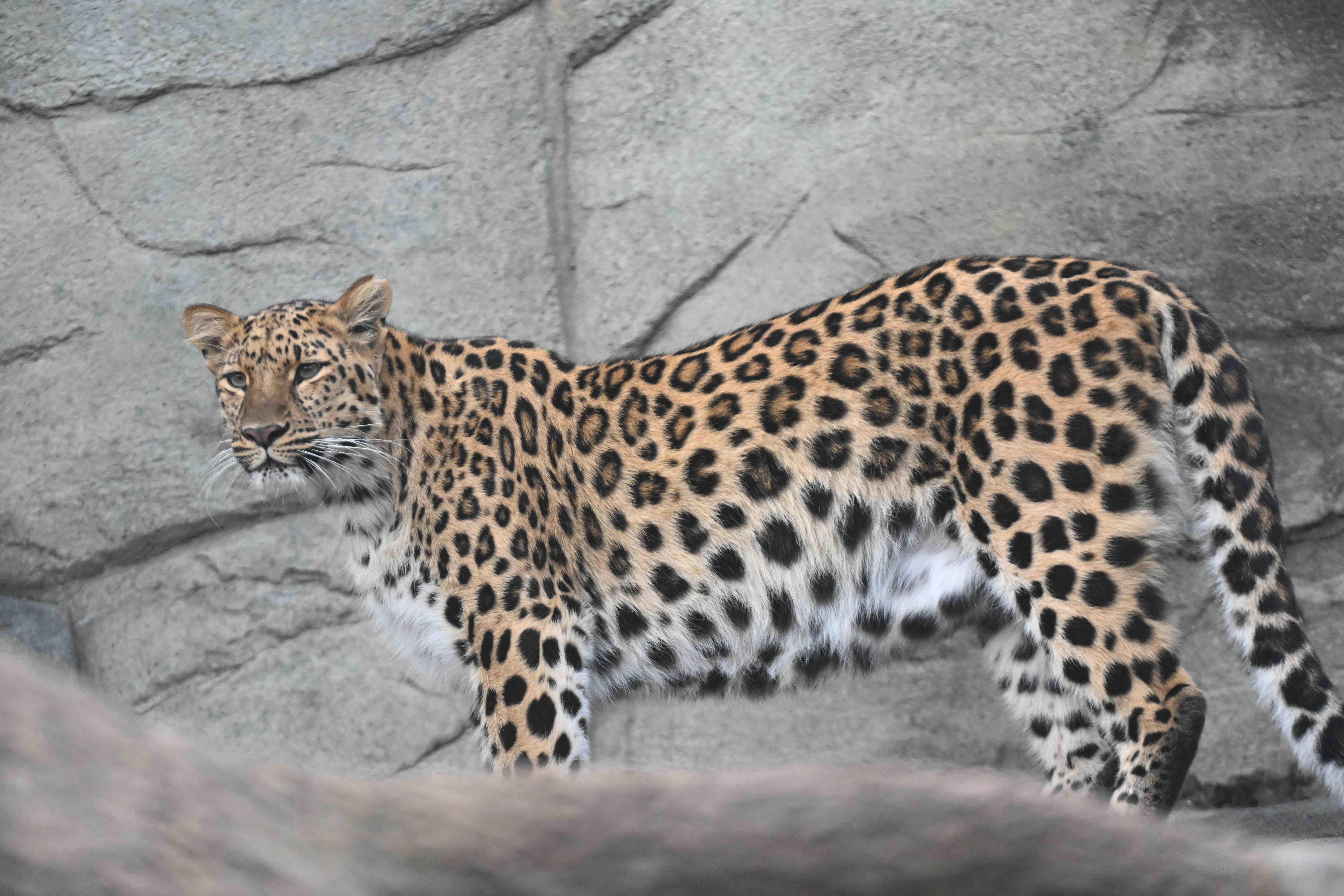 Mina, an 8-year-old Amur leopard, at Brookfield Zoo Chicago. The big cats are critically endangered in the wild. (Courtesy of Brookfield Zoo Chicago)