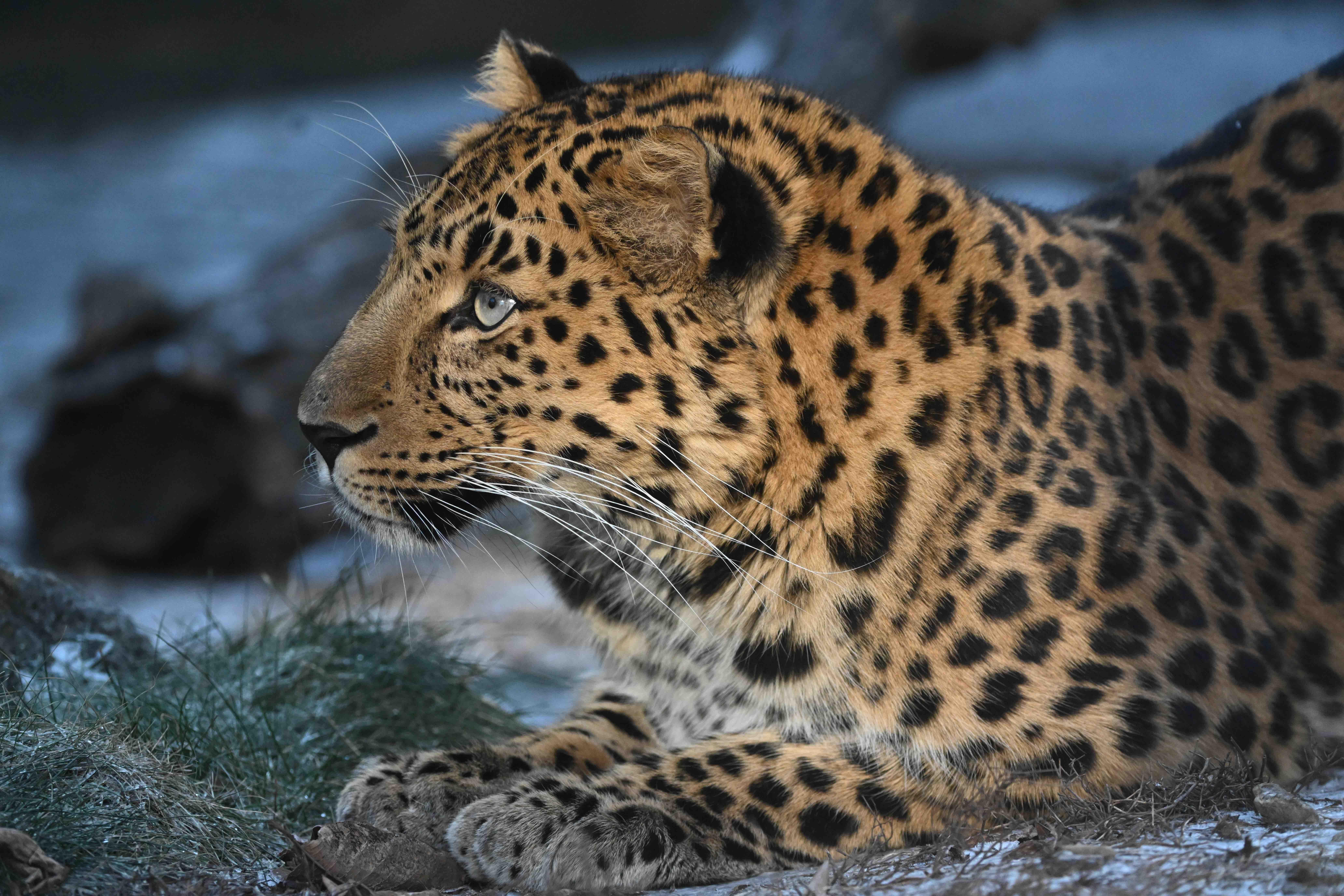 New papa Sasha was born at Brookfield Zoo Chicago in 2020. (Courtesy of Brookfield Zoo Chicago)