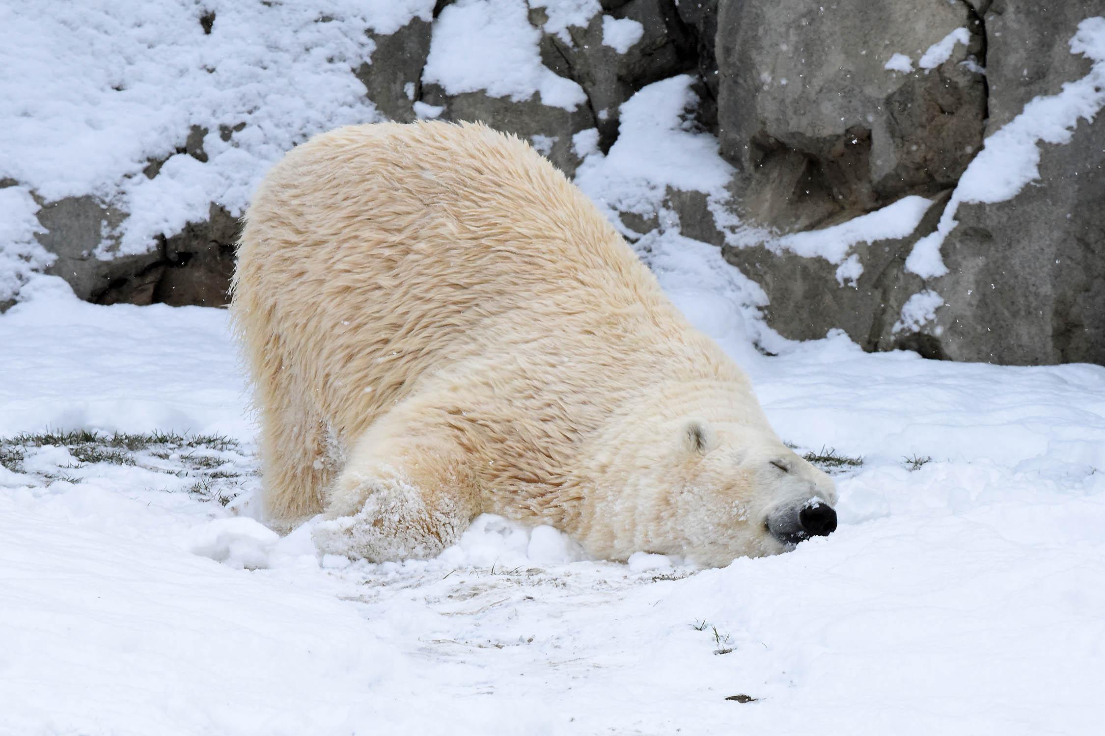 (Courtesy Chicago Zoological Society)