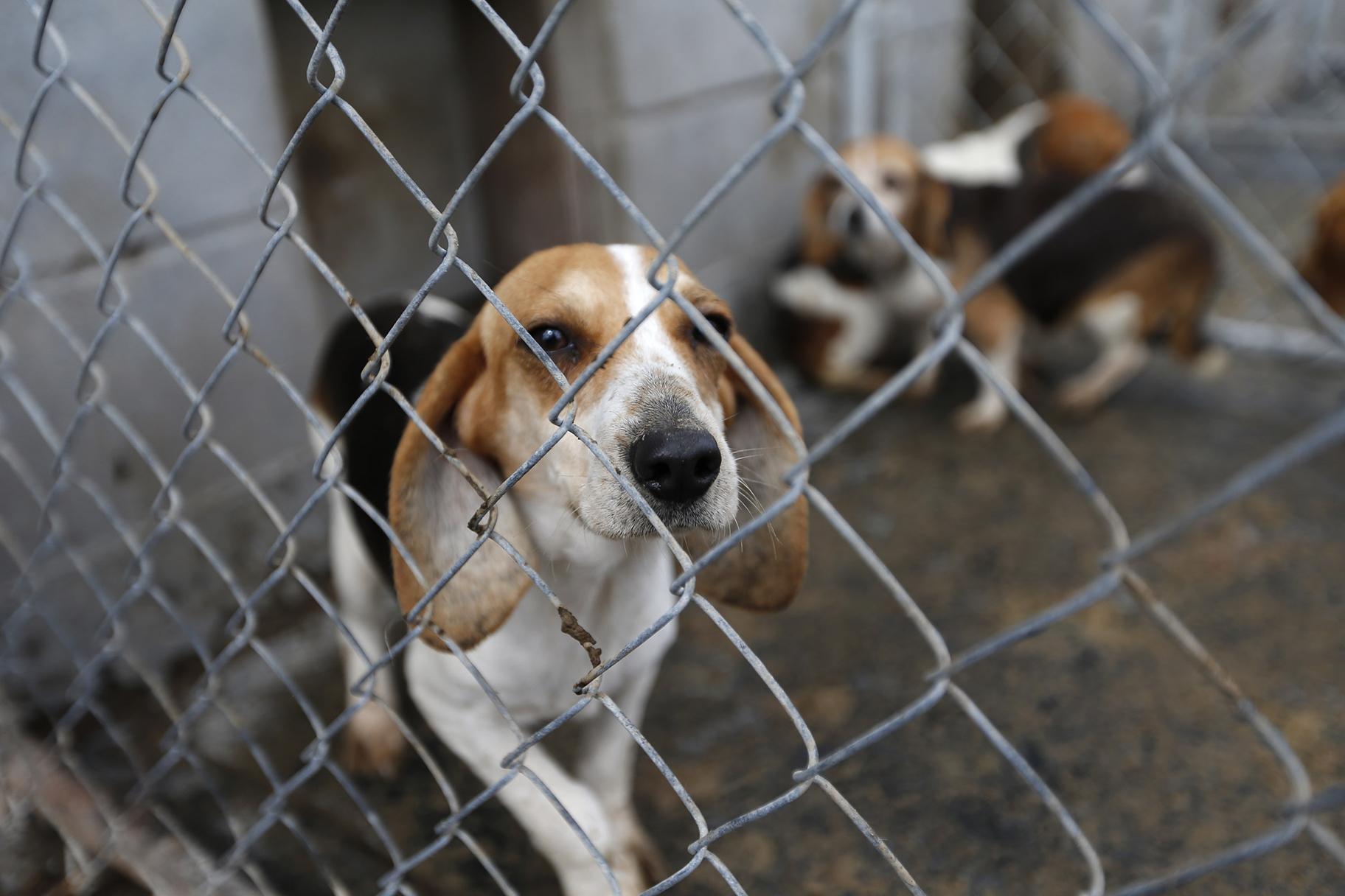 Research by the Humane Society of the United States has found that many puppy mills cited by state agencies went on to receive entirely clean inspection reports from the USDA. (Courtesy Humane Society of the United States) 