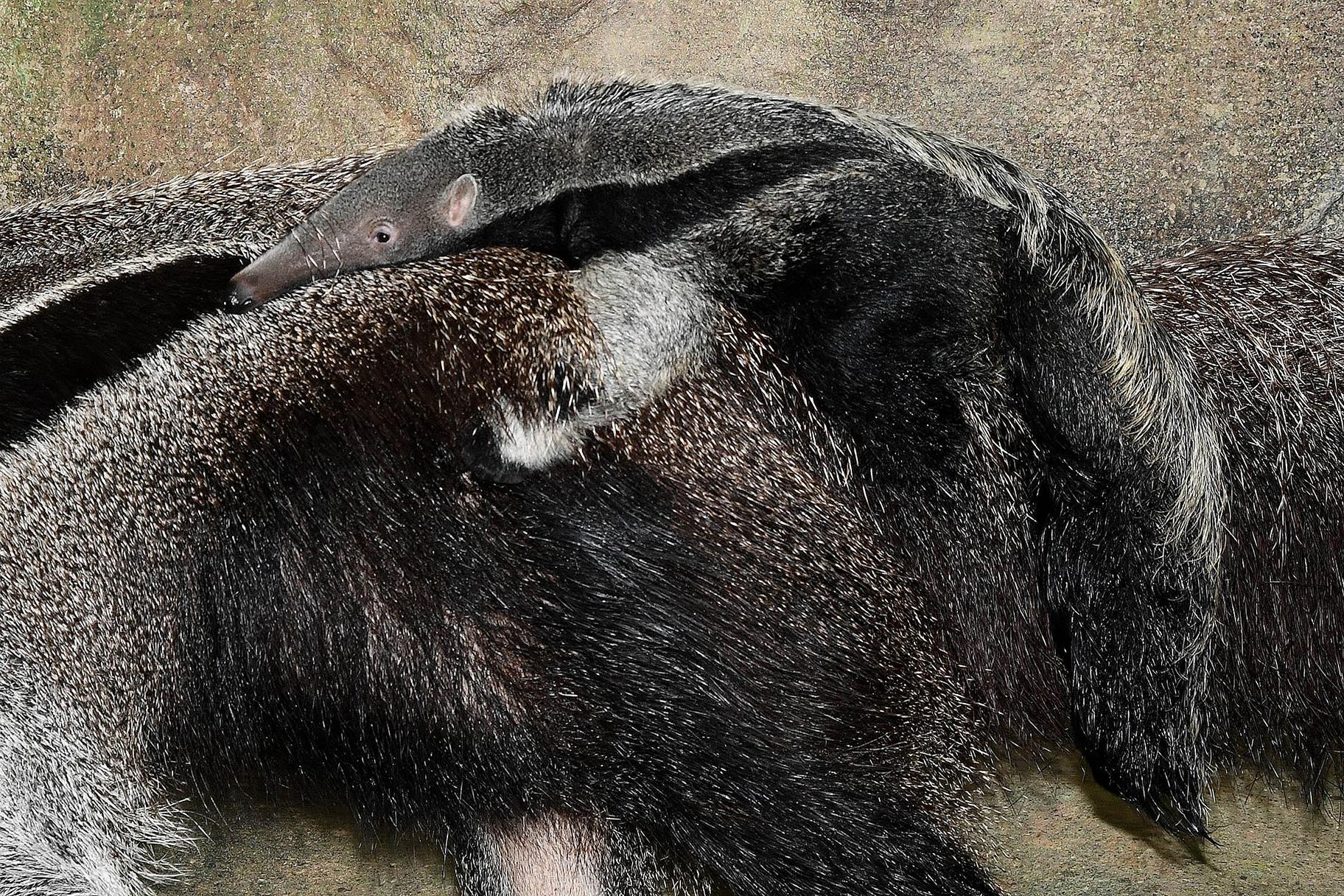 A male giant anteater pup was born at Brookfield Zoo on Dec. 15, 2018. (Jim Schulz / Chicago Zoological Society)