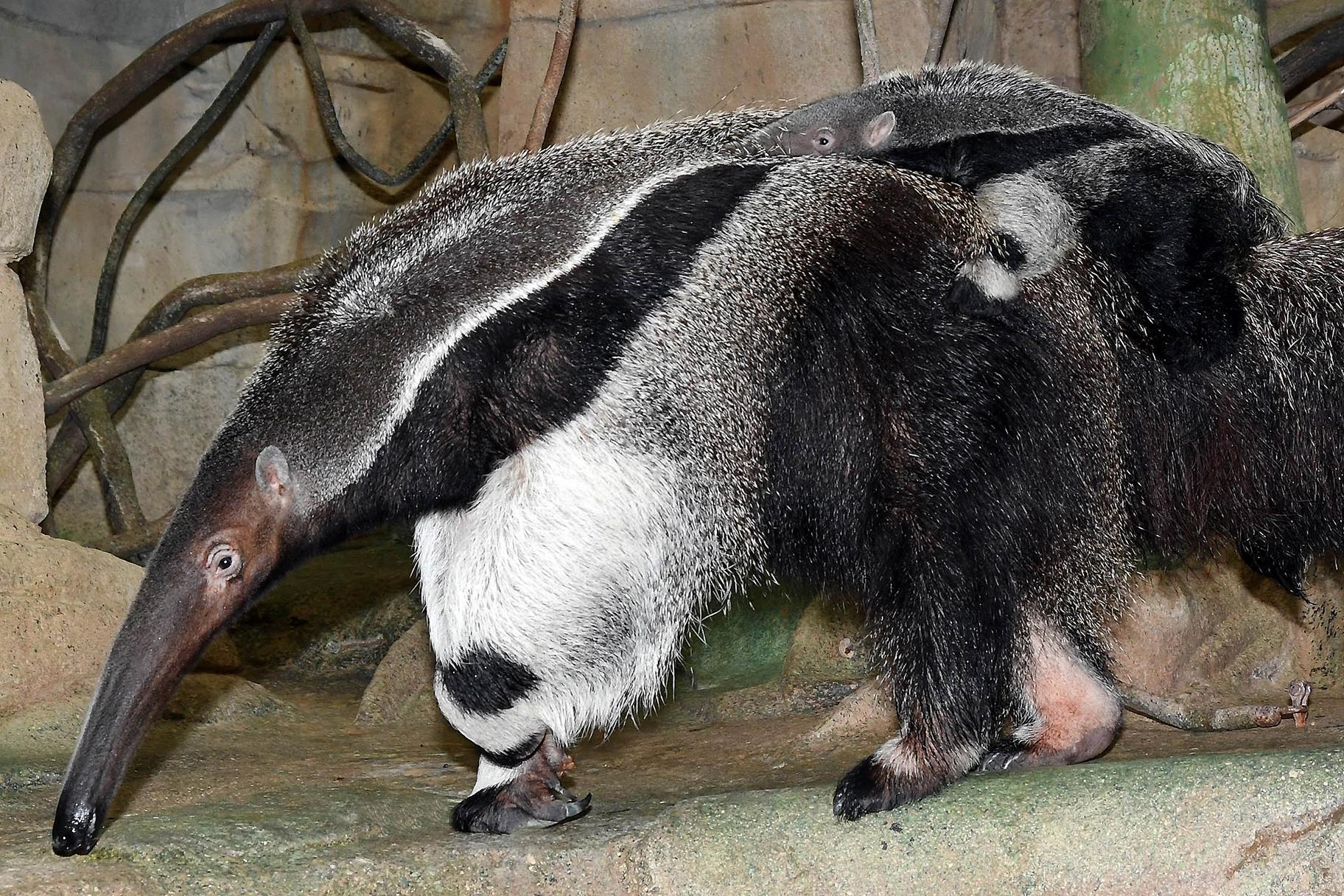 A newborn giant anteater born in December can be seen with his mom, Tulum, in Brookfield Zoo’s “Tropic World: Africa” exhibit on select days. (Jim Schulz / Chicago Zoological Society)