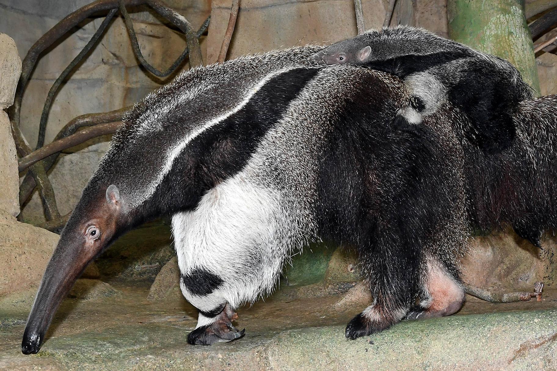 newborn anteater