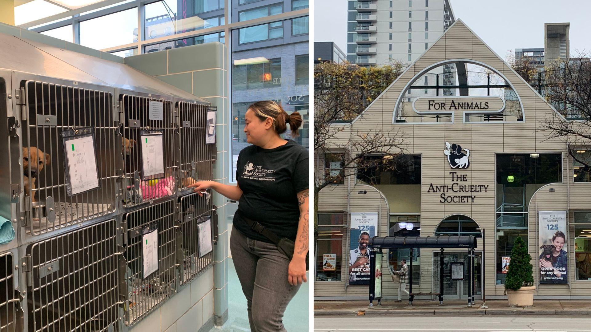 The Anti-Cruelty Society is a private, nonprofit open admission animal shelter located in River North that also serves as one of the city’s animal rescue partners. (Eunice Alpasan / WTTW News)