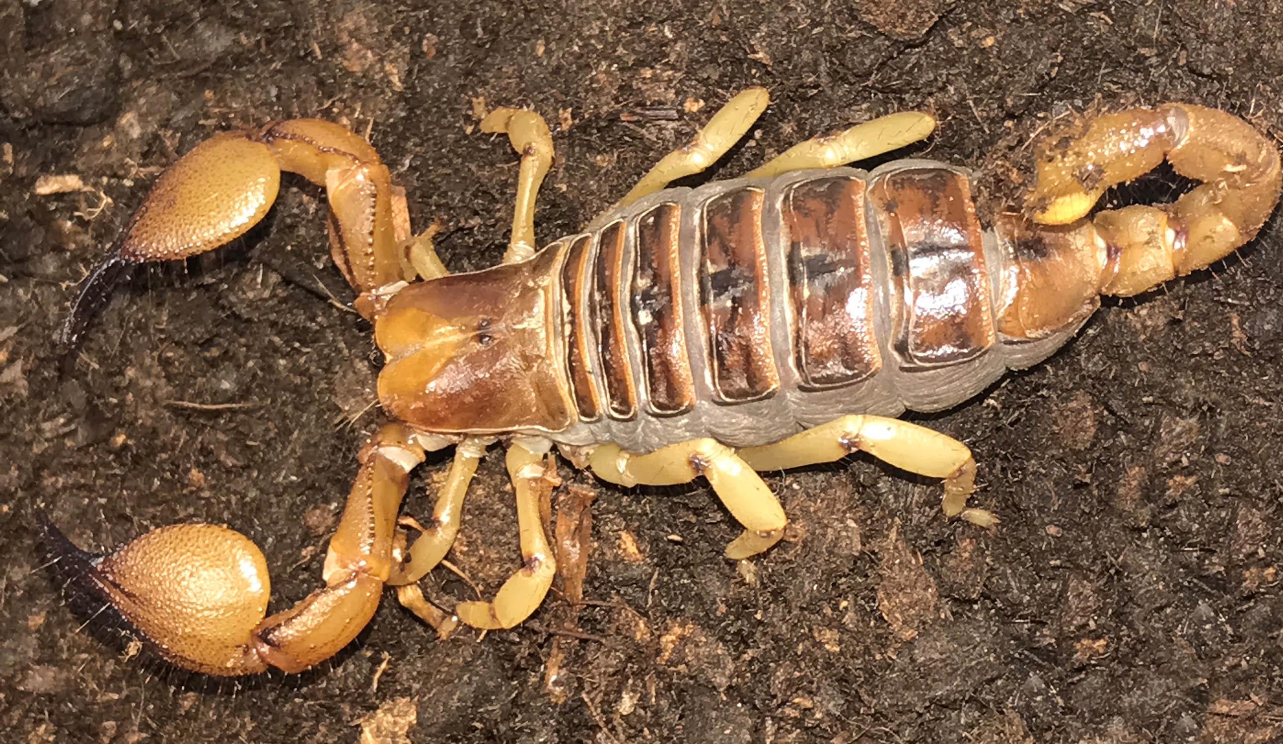 An African burrowing scorpion is among the highlights of Brookfield Zoo’s new “Amazing Arachnids” exhibit. (Jim Schulz / Chicago Zoological Society)