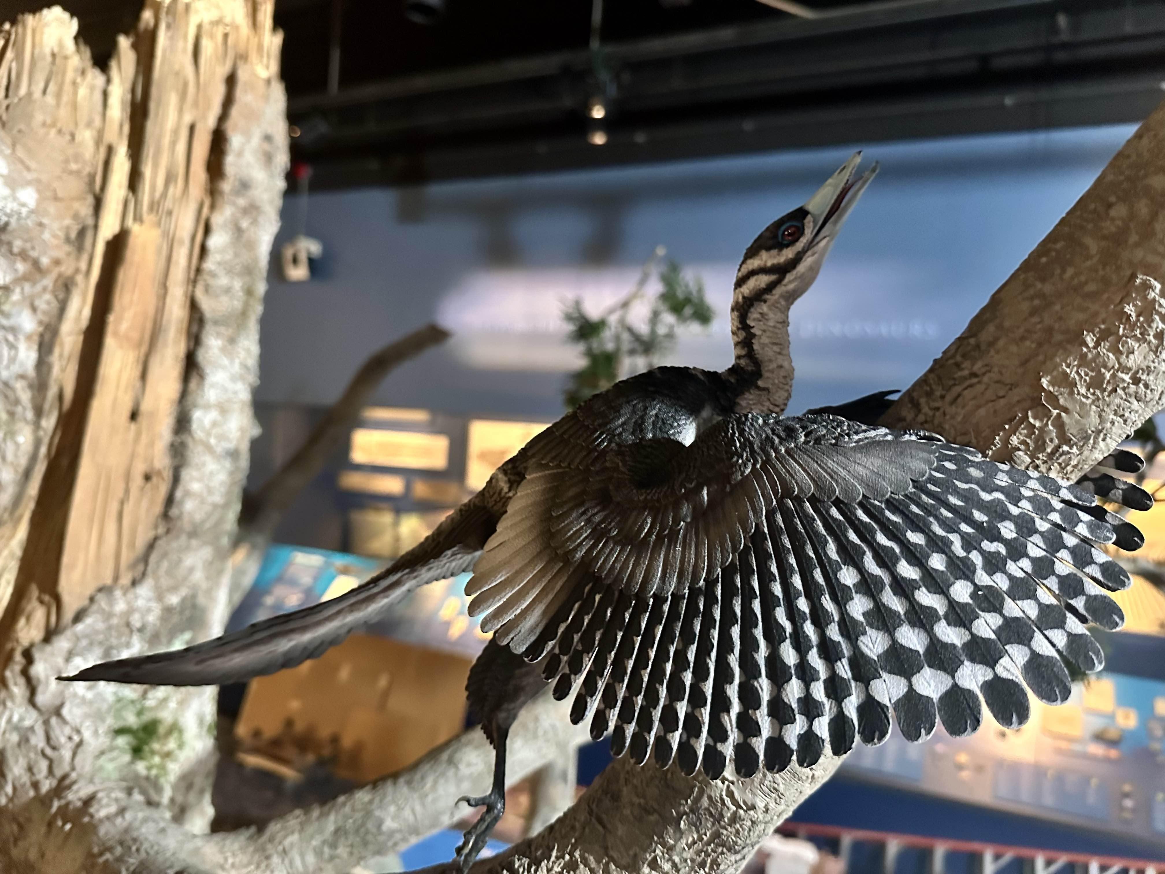 An completed Archaeopteryx model placed in the new exhibit at the Field Museum. (Kate Golembiewski / Field Museum)