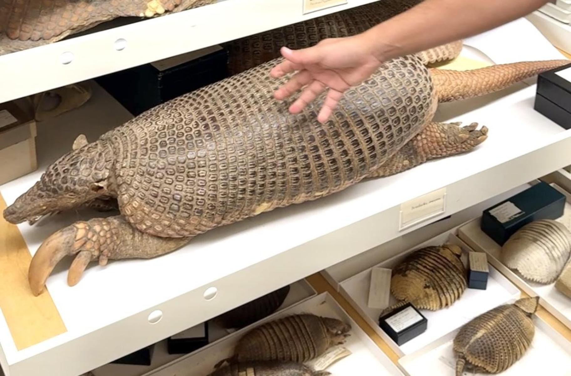 Armadillos Are Coming. Is Chicago Ready? | Chicago News | WTTW