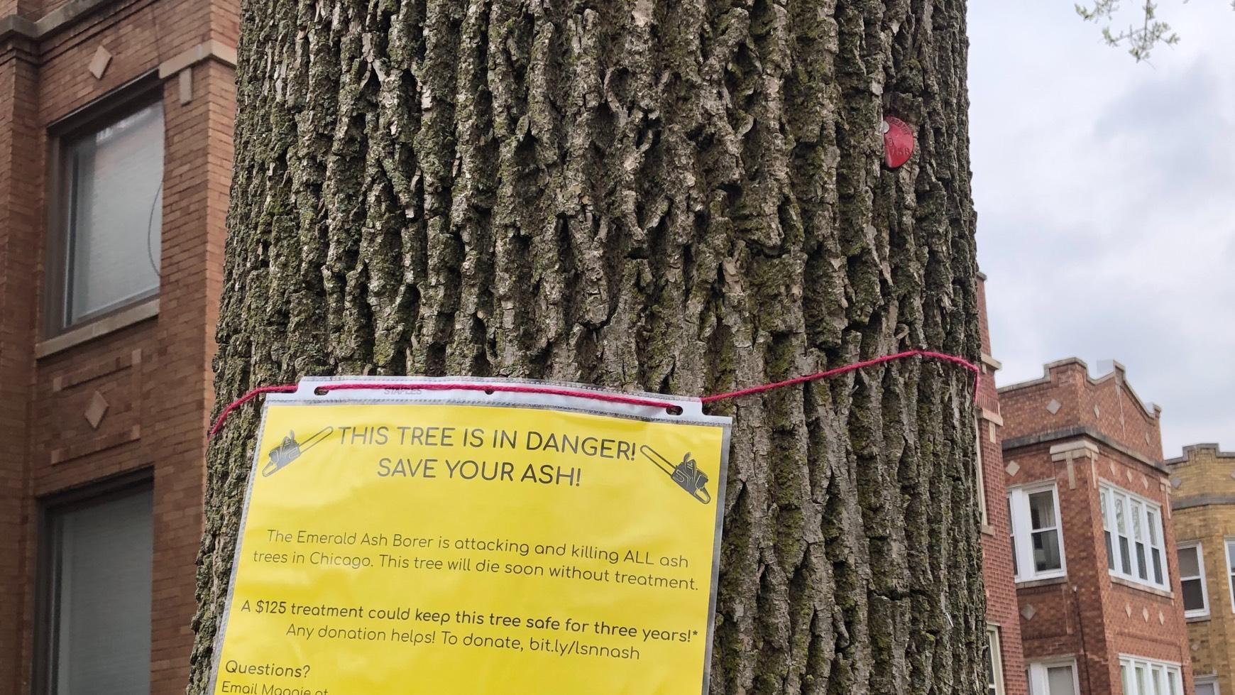 The forestry board can help build consensus for a unified approach to threats like the emerald ash borer. (Patty Wetli / WTTW News)