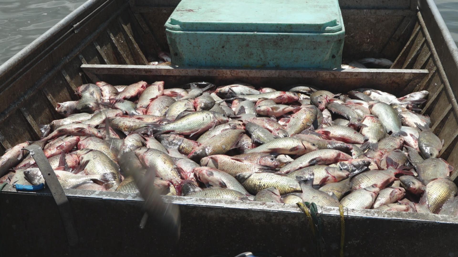 Asian Carp to Undergo Name Change, Chicago News