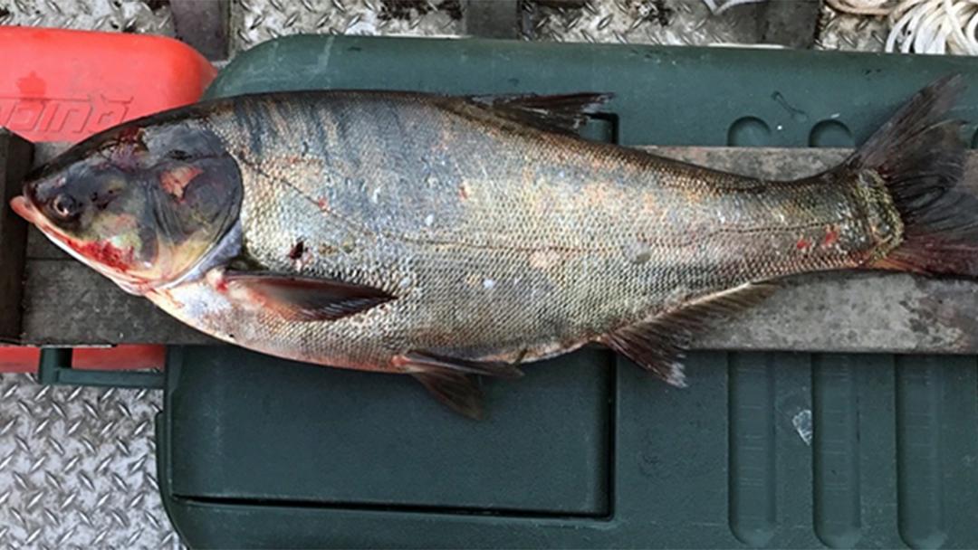 A silver carp was captured in June in the Illinois Waterway below the T.J. O’Brien Lock and Dam, about 9 miles from Lake Michigan. (Courtesy of Illinois Department of Natural Resources)