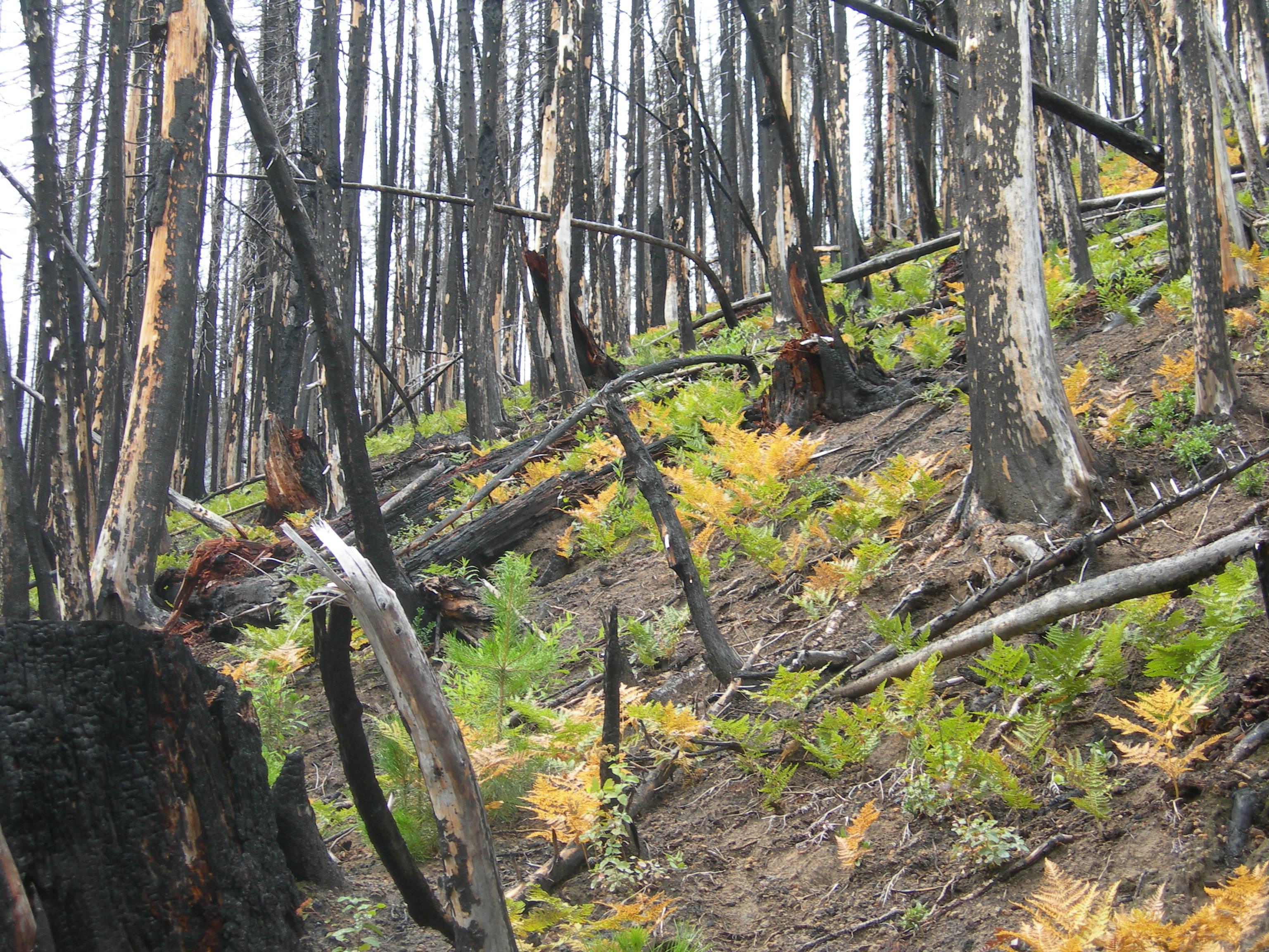 Ferns in a burned forest illustrate the effects of the asteroid that wiped out tree-dwelling birds about 66 million years ago. (Regan Dunn / The Field Museum)