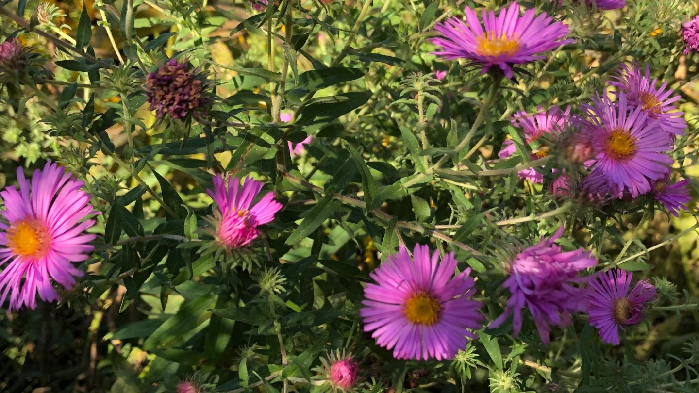 Incorporating pollinator-friendly plants into landscaping, especially plants that bloom at different times of the year, will help the rusty patched bumble bee. (Patty Wetli / WTTW News)