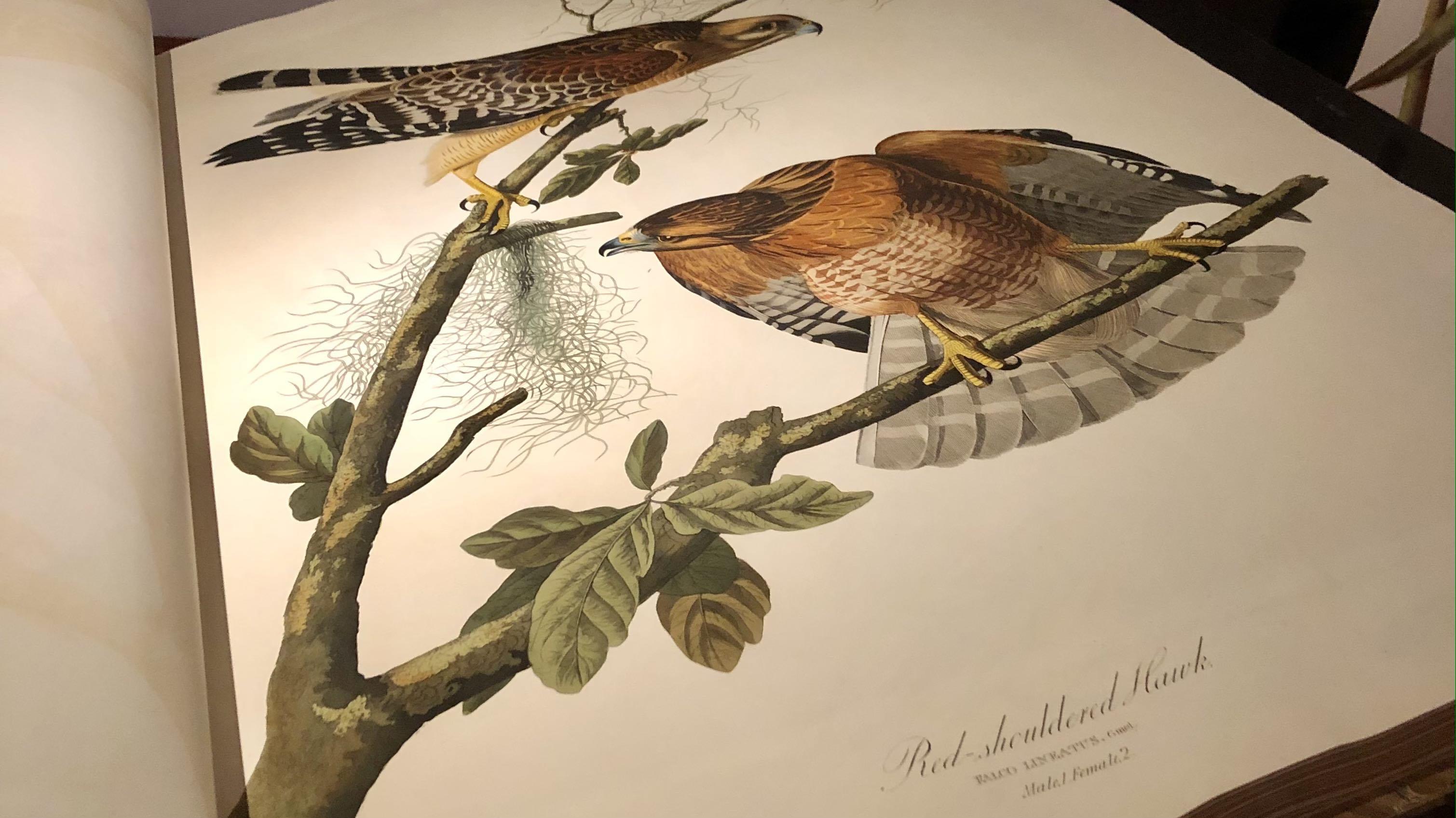 The hand-painted engravings in “Birds of America” were a leap forward in the science of ornithology. (Patty Wetli / WTTW News)