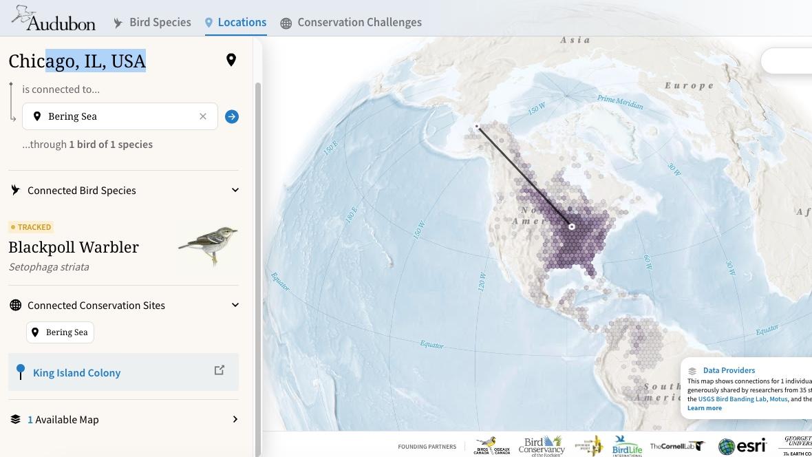 Explorer's point-to-point feature: The tiny blackpoll warbler connects Chicago to the arctic. (WTTW News)