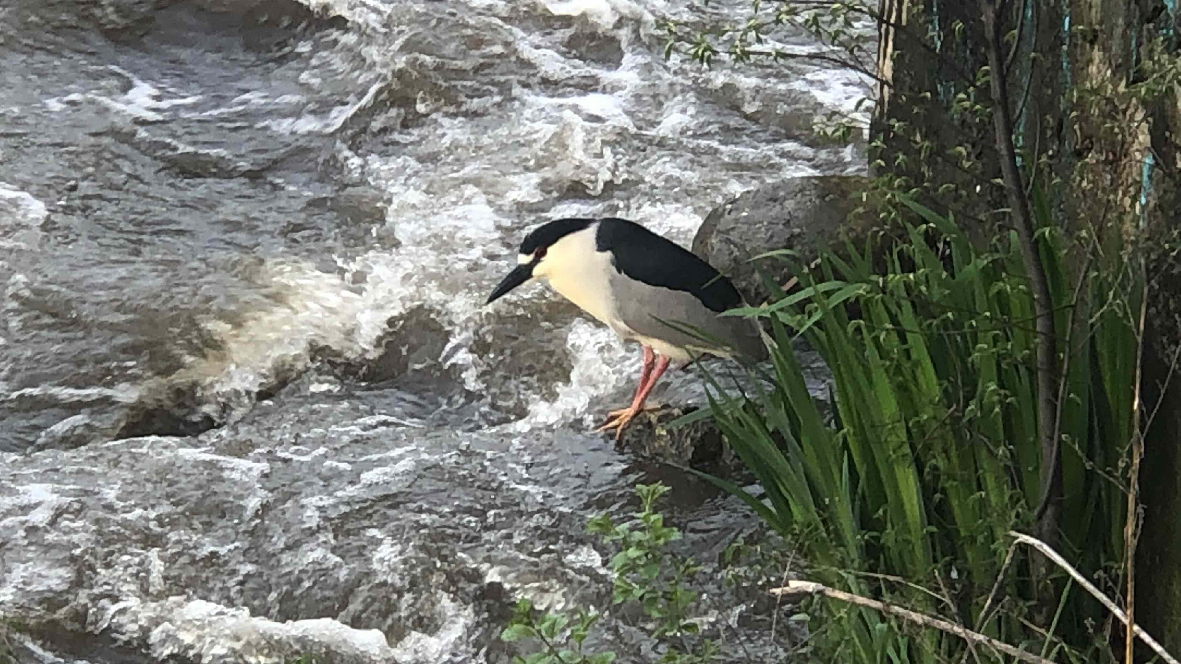 A black-crowned night heron in River Park, May 2024. (Patty Wetli / WTTW News)