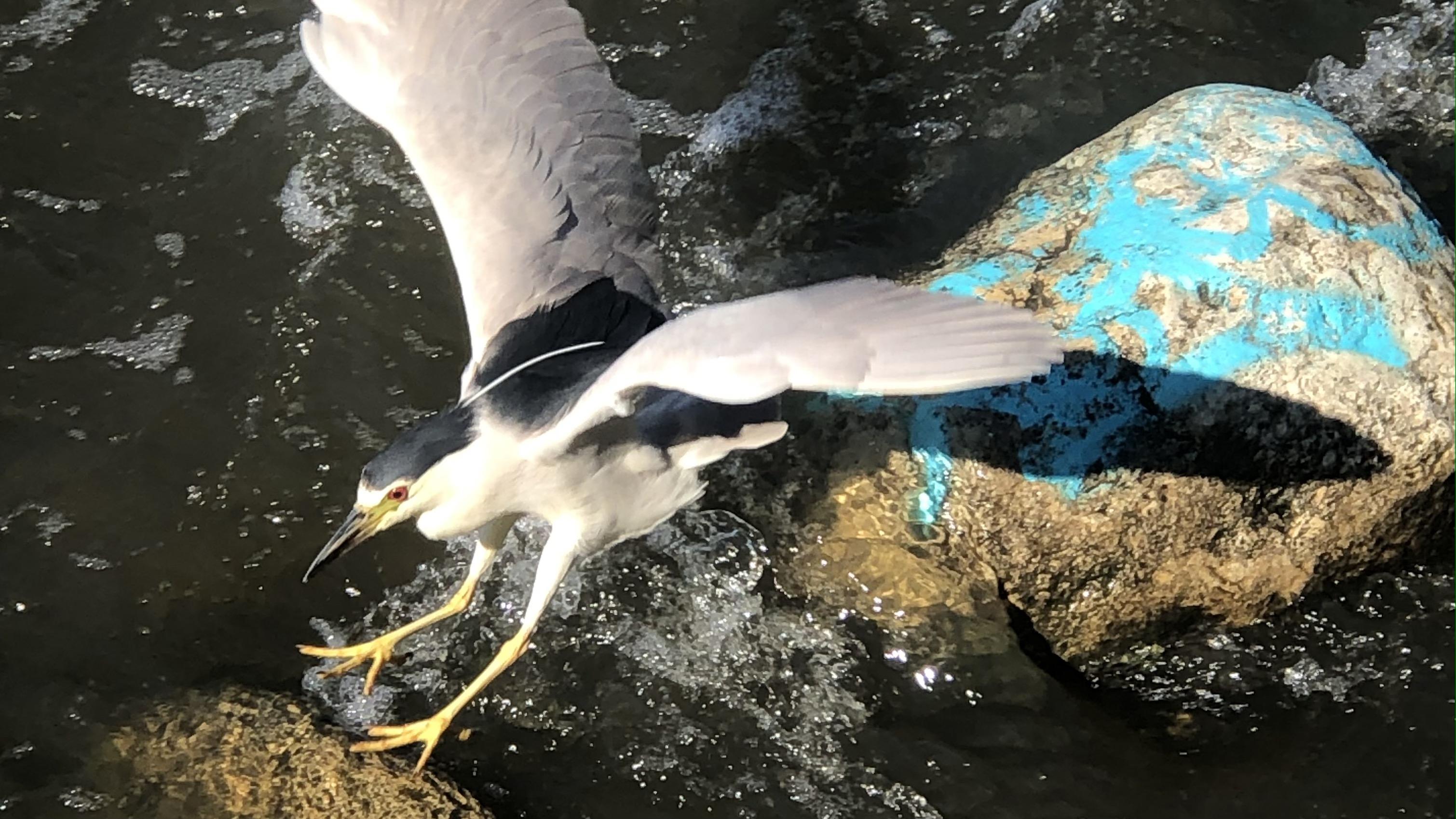 Though named for its famous black crown, the night heron's most distinctive physical trait is perhaps the long white plumes that extend from the back of its head. (Patty Wetli / WTTW News)