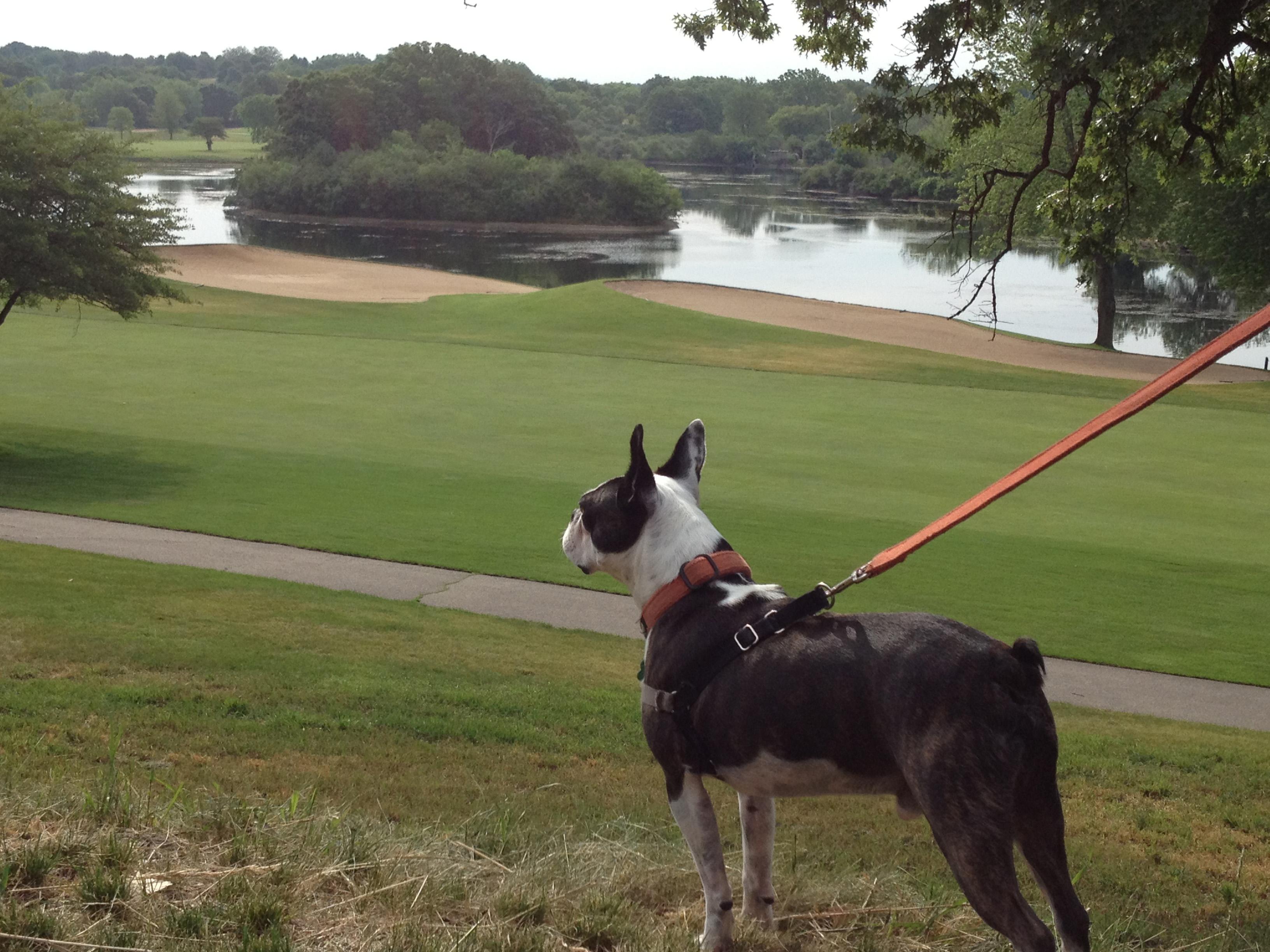  Rocky enjoys family trips to Lake Geneva. (Brandis Friedman / Chicago Tonight)