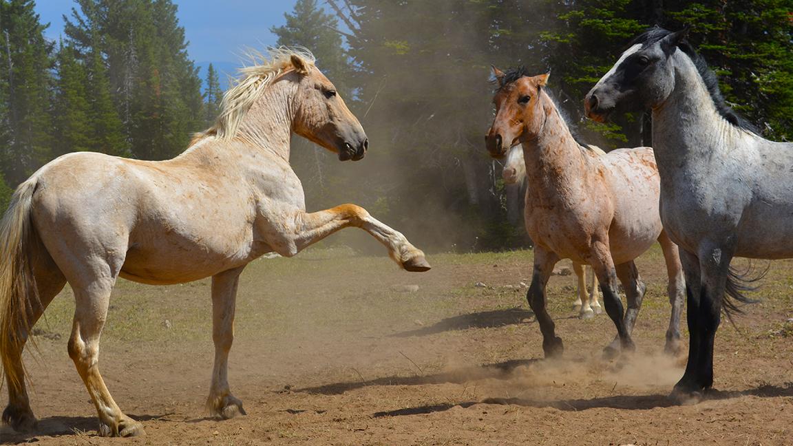 In a Facebook post published Sept. 10, advisory board member Ben Masters said the recommendation made the previous day was "incredibly difficult," but that the "emergency situation" will "only get worse." (Brad Purdy / Bureau of Land Management)